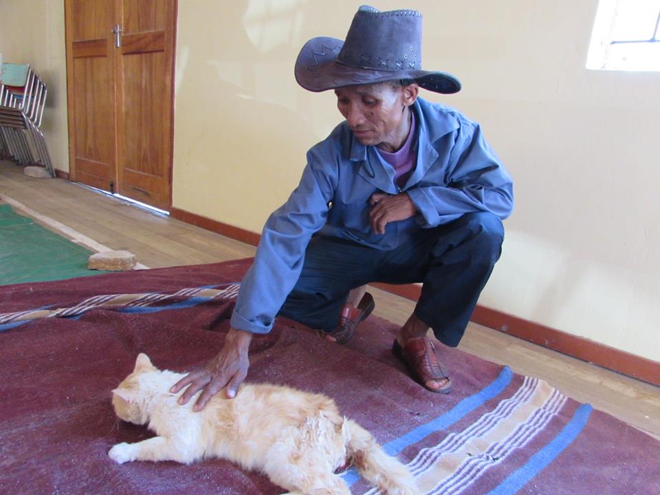A cat about to be spayed to prevent interbreeding with threatened African wild cat. Photo courtesy of Animal-Kind International.